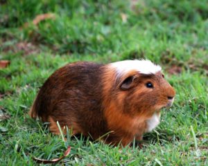 Why Do Guinea-Pigs Jump