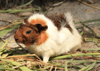 Why Guinea Pigs Lose Hair