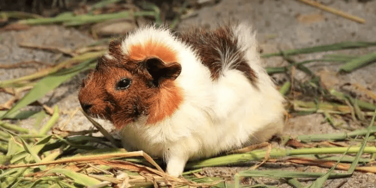 Why Guinea Pigs Lose Hair