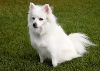 Why Is My American Eskimo Not Fluffy