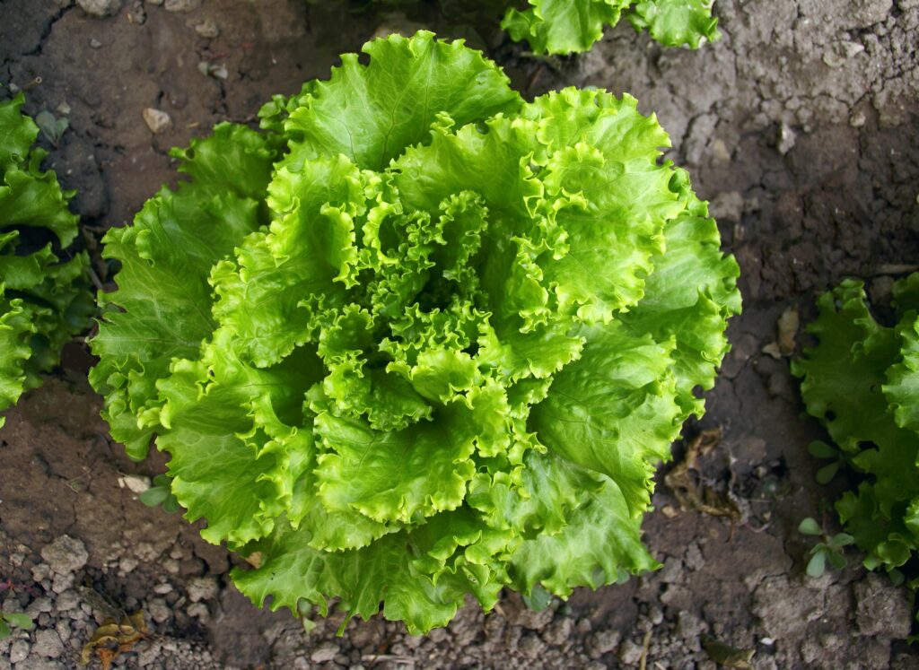 Escarole