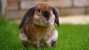 Can Rabbits Transmit Rabies