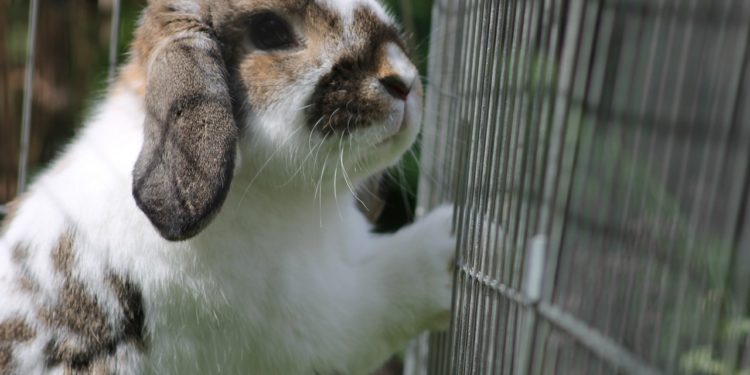Why Do Rabbits Chew On Their Cage