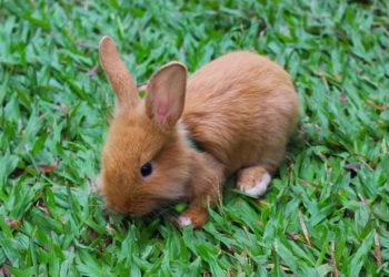 5 Best Baby Rabbit Food