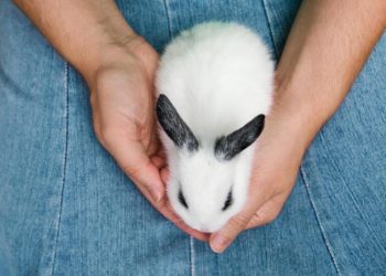 Can Rabbits Recognize Their Owners