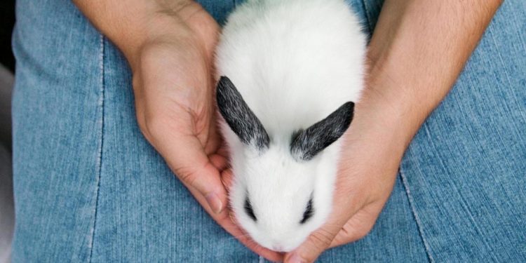 Can Rabbits Recognize Their Owners