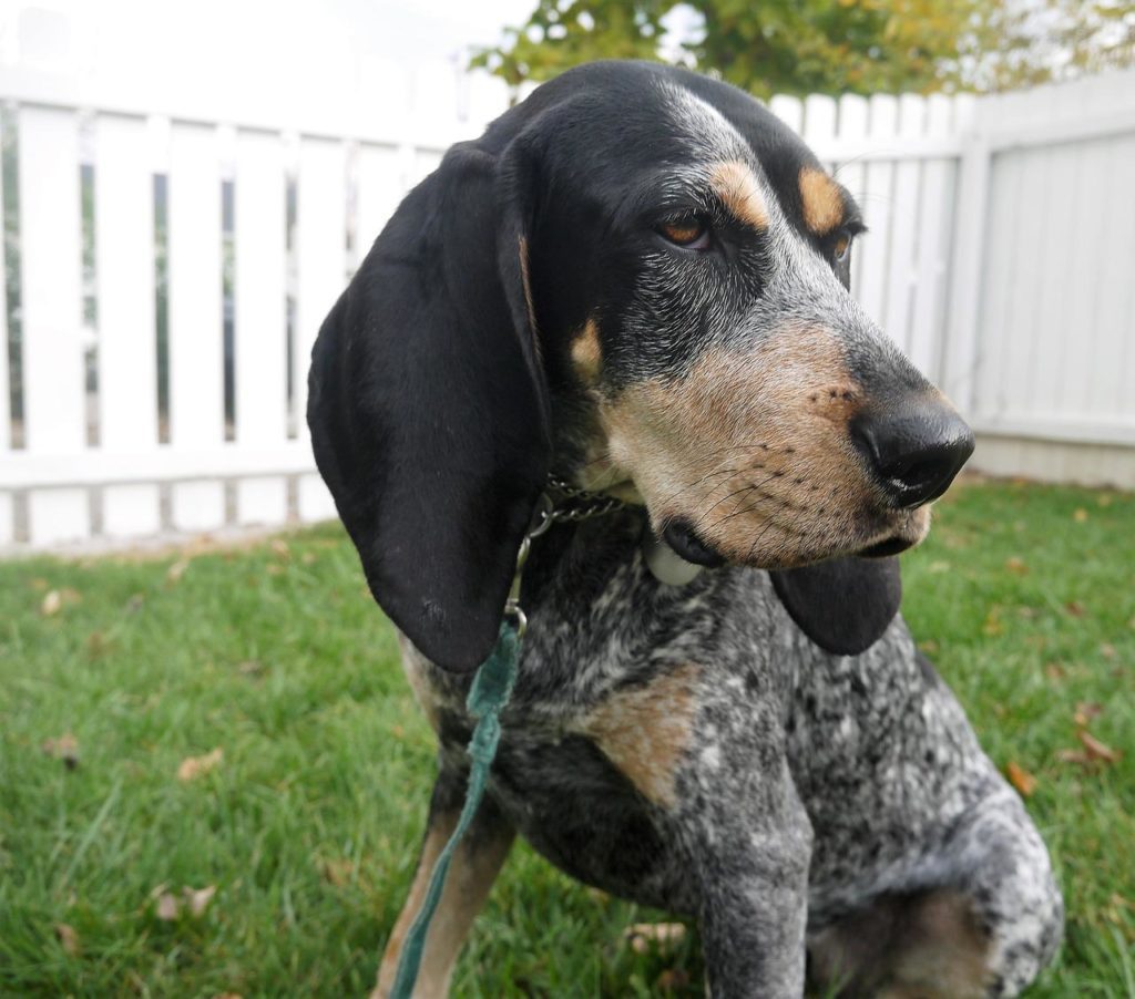 Bluetick coonhound