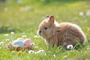 Can Rabbits Lay Eggs