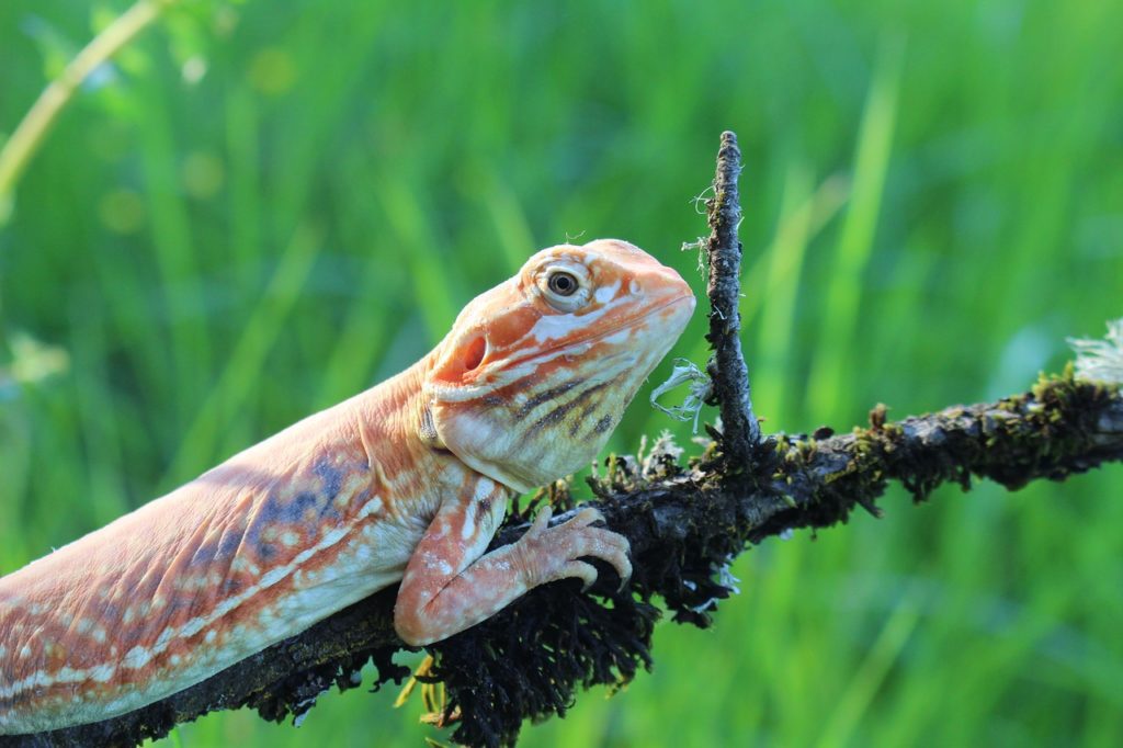 red bearded dragon