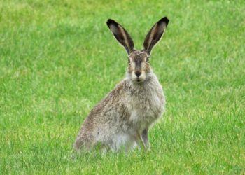 Can Rabbits Die From Loud Noises