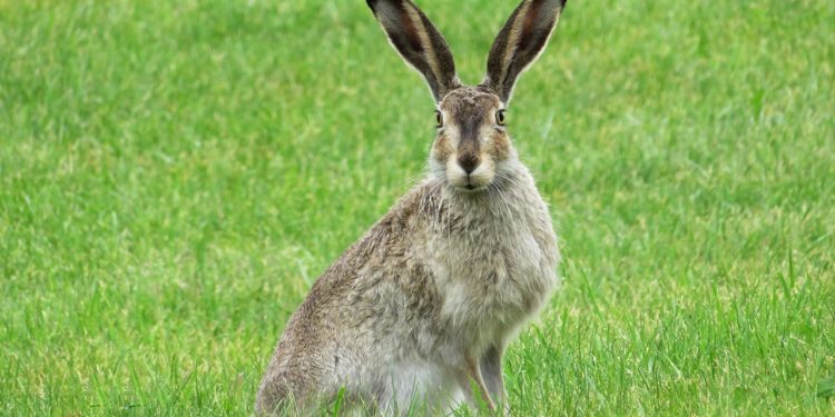 Can Rabbits Die From Loud Noises