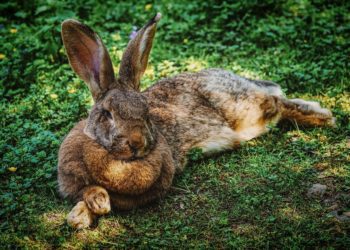 Why My Rabbit Can't Stand Up