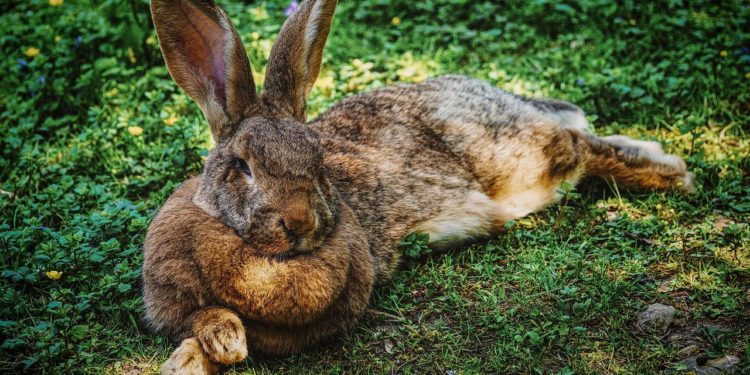 Why My Rabbit Can't Stand Up