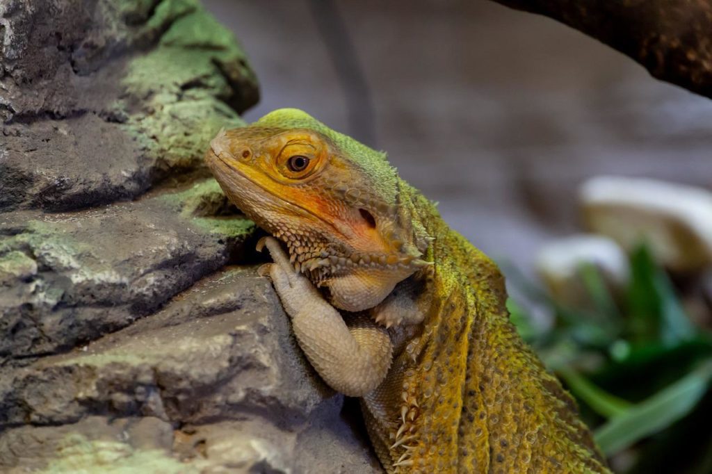 Can Bearded Dragon Eat Grass? MyPetCareJoy