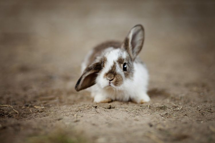 How Long Can Rabbits Go Without Drinking Water? MyPetCareJoy
