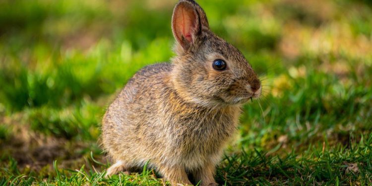 Can Rabbit Manure Be Used In Gardens