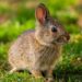 Can Rabbit Manure Be Used In Gardens