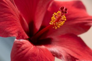 Can Bearded Dragons Eat Hibiscus