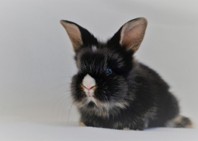 5 Best Brushes For Lionhead Rabbit 2023 MyPetCareJoy