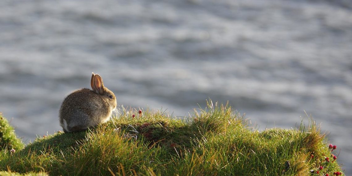 Can Rabbits Swim? MyPetCareJoy
