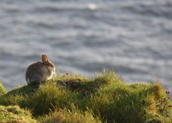 Can Rabbits Swim