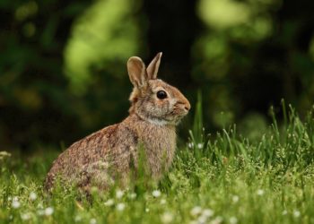 Can Rabbits See In The Dark