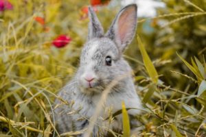 Can Rabbits Climb Trees, Fences, Walls, And Stairs