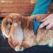 7 Best Rabbit Grooming Brush