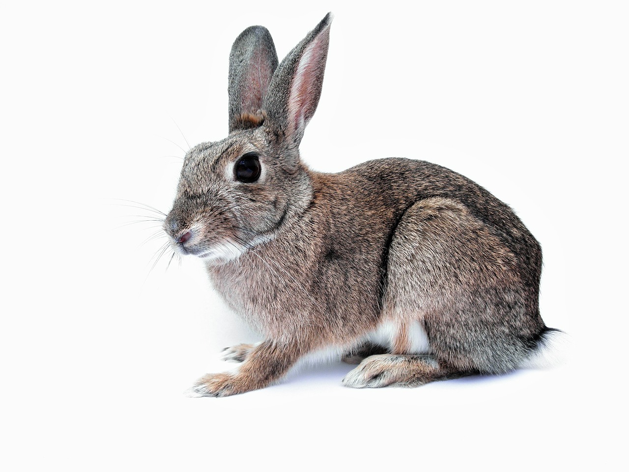 Why Does My Rabbit Shake? MyPetCareJoy