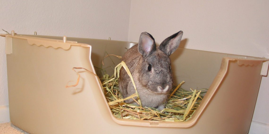 Best Litters For Rabbits
