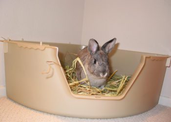 Best Litters For Rabbits