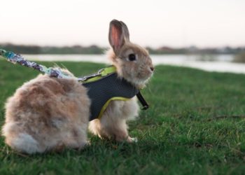 Best Rabbit Harnesses And Leashes