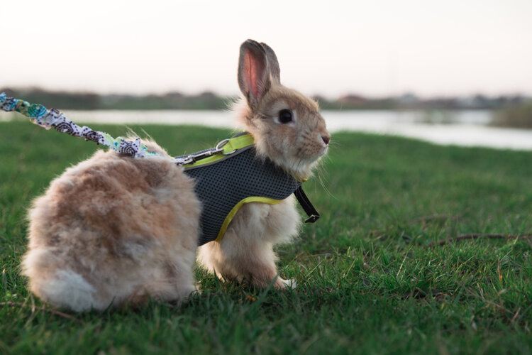 Best Rabbit Harnesses And Leashes