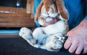 Can I Use Dog Nail-Clippers On A Rabbit