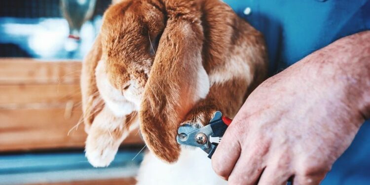 Can I Use Dog Nail Clippers On A Rabbit