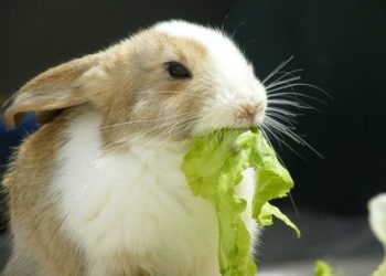 Can Rabbit Eat Iceberg Lettuce