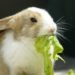 Can Rabbit Eat Iceberg Lettuce