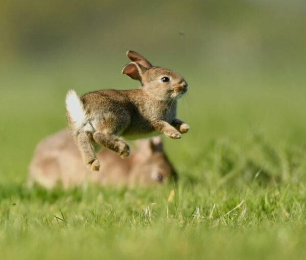 Can Rabbits Jump Over Fences MyPetCareJoy