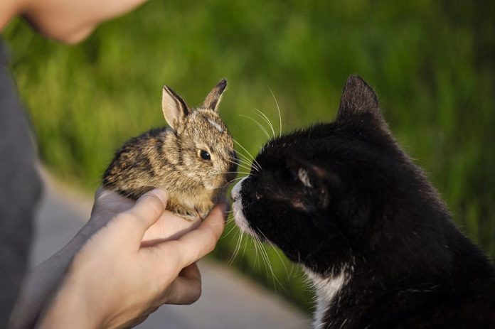 Do Cats Attack And Eat Rabbits