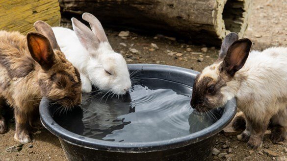 How Long Can Rabbits Go Without Drinking Water