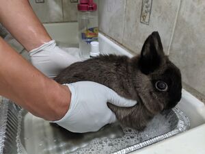 How To Bathe Your-Rabbit