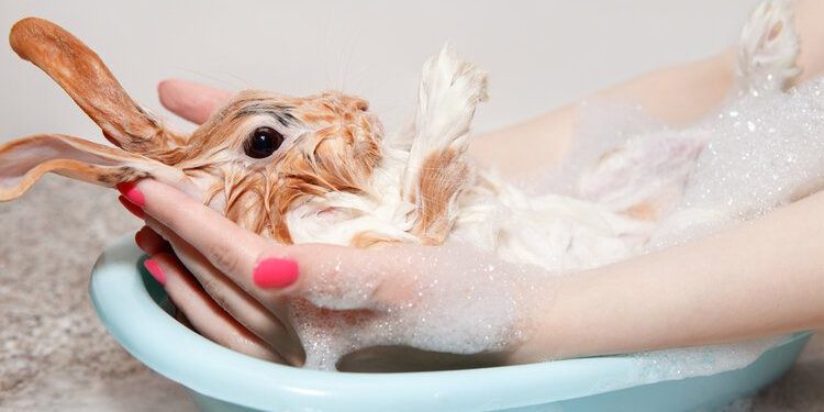 How To Bathe Your Rabbit
