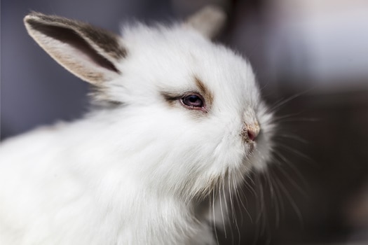 Why-My-Rabbit Can't Open Eyes
