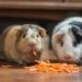 Can Rabbit Food Kill A Guinea Pig