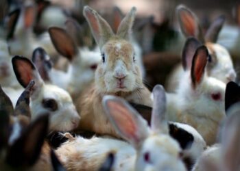10 Best Rabbit Breeds For Beginners