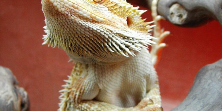 Can Bearded Dragons Eat Jelly