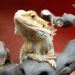 Can Bearded Dragons Eat Jelly