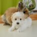 Can Rabbit Food Harm Dogs