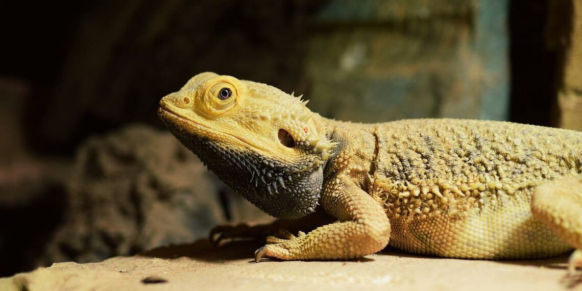 Can Bearded Dragons Eat Kiwi? MyPetCareJoy