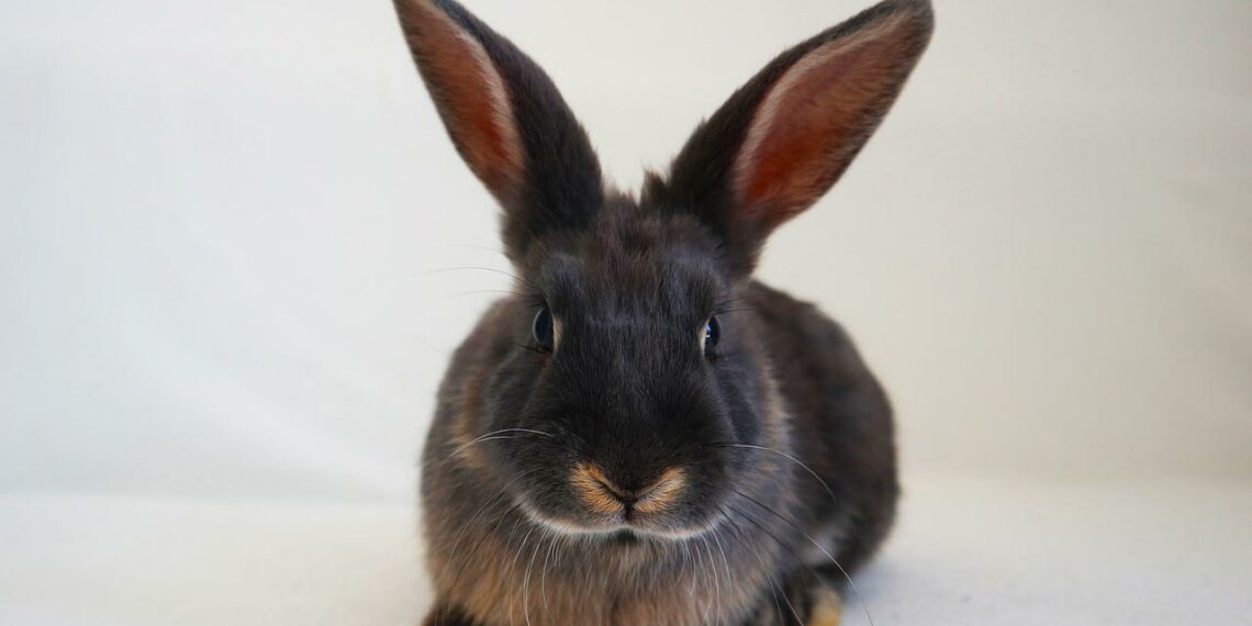 5 Best Rabbit Watering Systems 2024 MyPetCareJoy